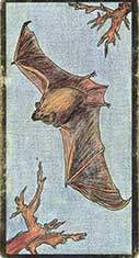 carte 59 La Chauve Souris