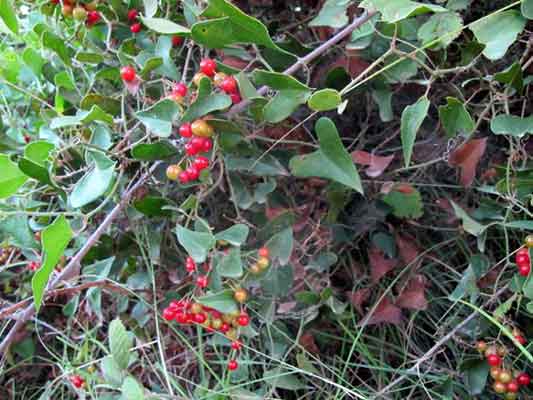 Smilax Aspera