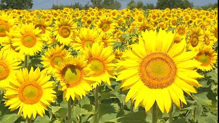 Tournesol