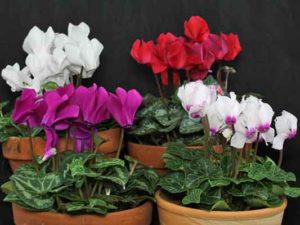 cyclamen